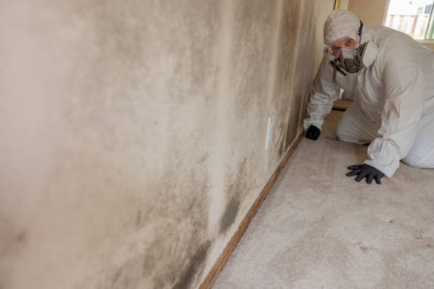  Locust Fork, AL Mold Removal Pros